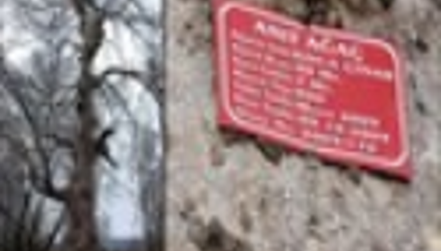 900 YILLIK ÇINAR DİMDİK AYAKTA