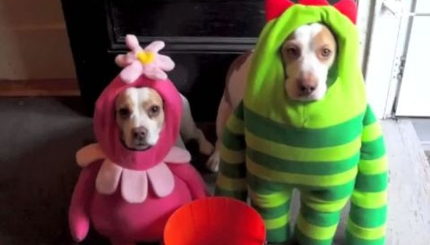 Dünyanın en mutsuz iki köpeğini bulduk