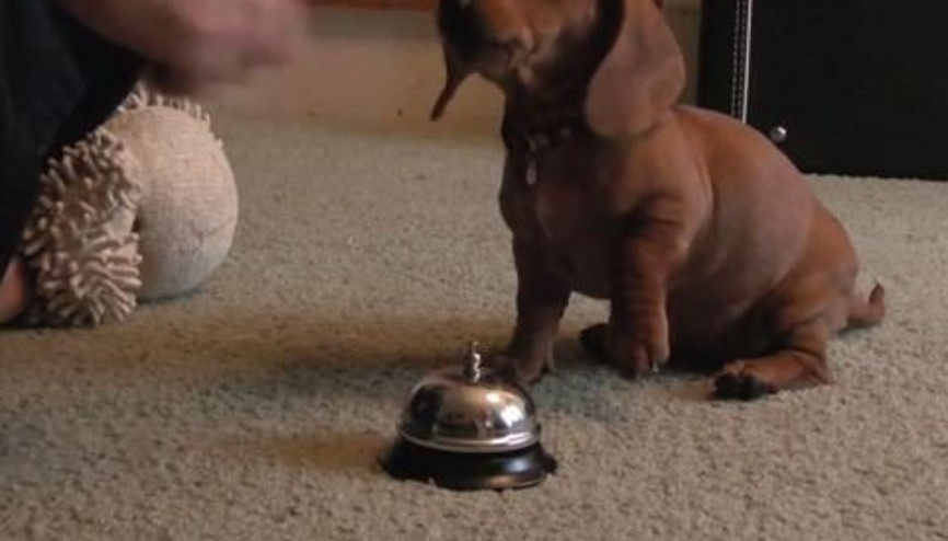 Küçük köpek istediğini elde etmeyi çabuk öğreniyor