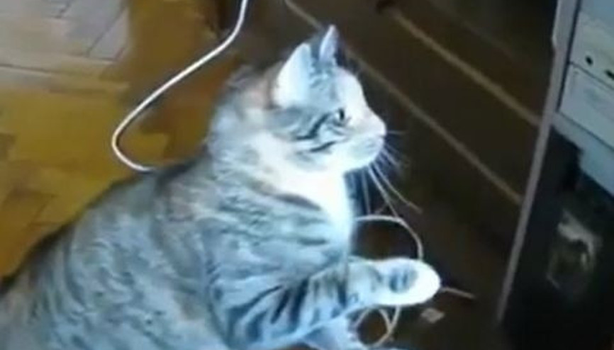 CD-Rom ile savaşan kedi