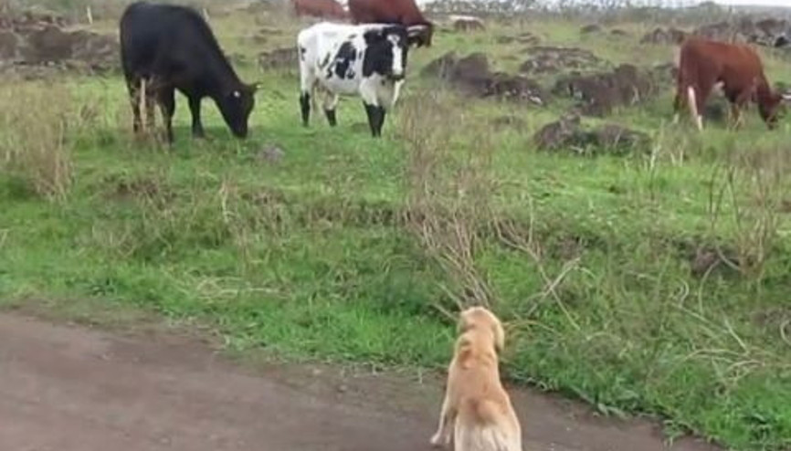 İneklere kafa tutan köpeğin büyük çaresizliği
