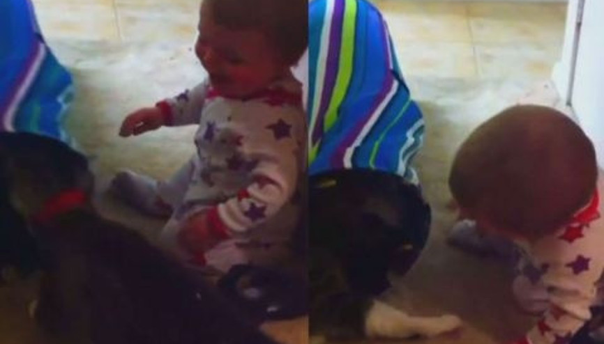 Bebekle kedi saklambaç oynarsa
