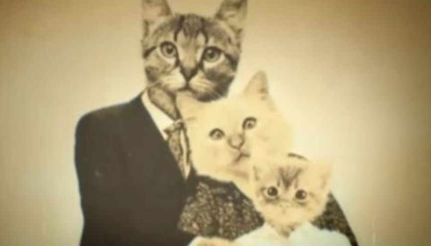 Yükleyen Kedi Şarkısı