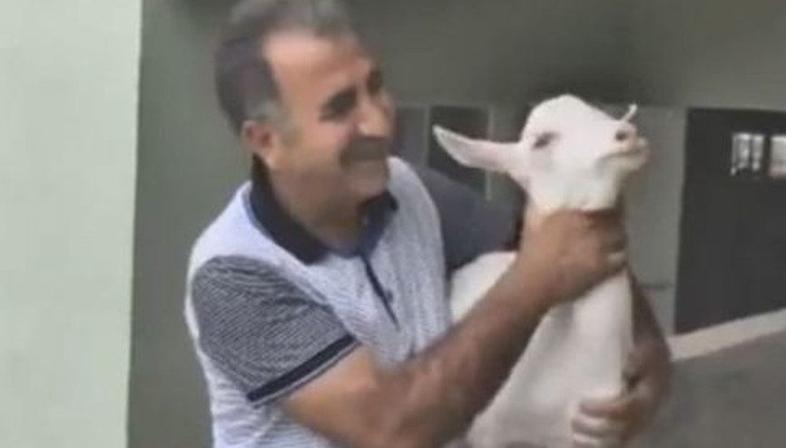 Ahıra klima taktırarak keçilere konforlu yaşam sunuyor