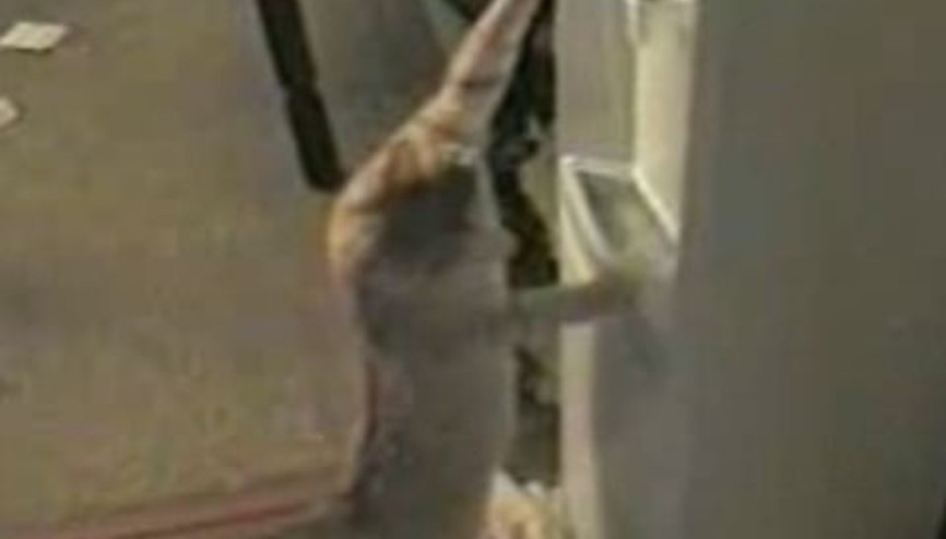Kendi Kendine Su İçen Kedi