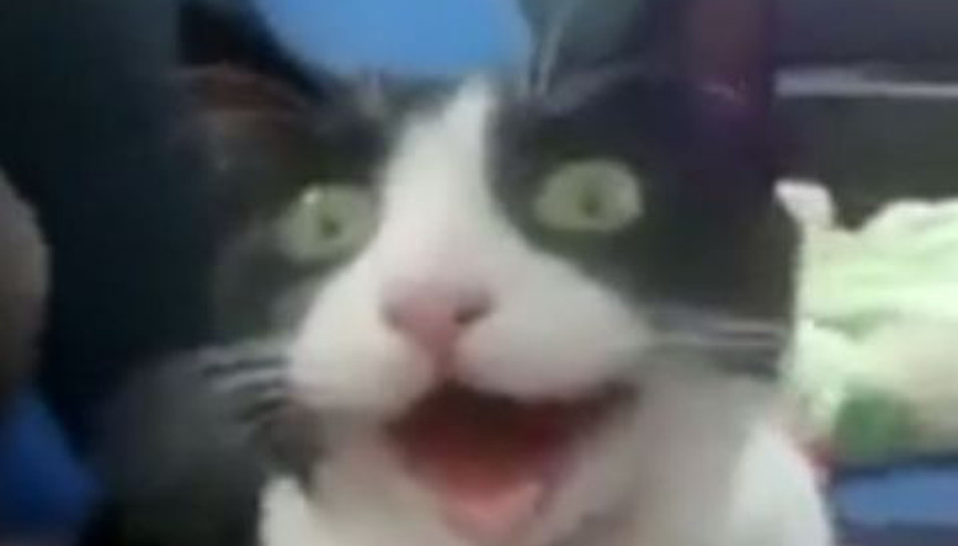 Turboyu duyunca ağzı açık kalan kedi