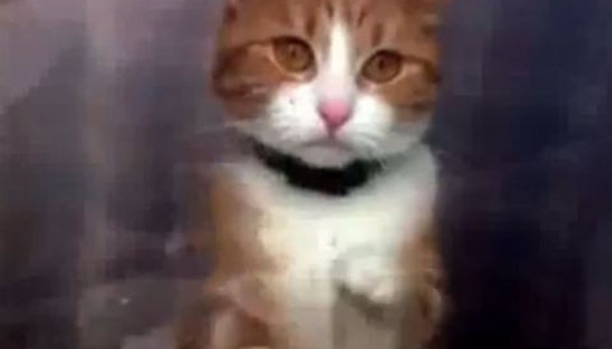 Dünyanın en mutsuz kedisi bu olmalı