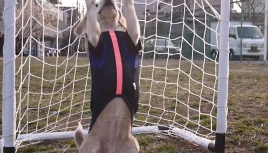 Futbolcu köpek de Dünya Kupası modasına uydu