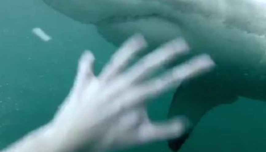 Denize gireyim derken köpekbalığının kucağına atladı