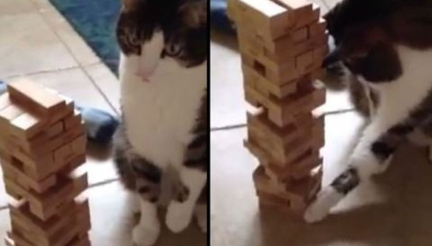 Bu kedi Jenga ustası