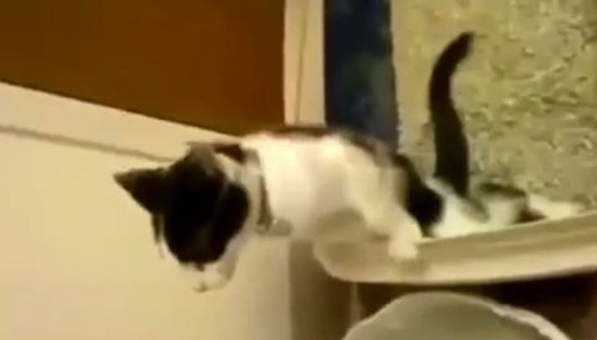 Bu kedi tuvaletini iki ayak üstünde yapıyor