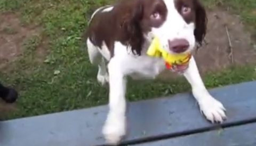 Görme engelli köpek duyarak yakalamaca oynuyor