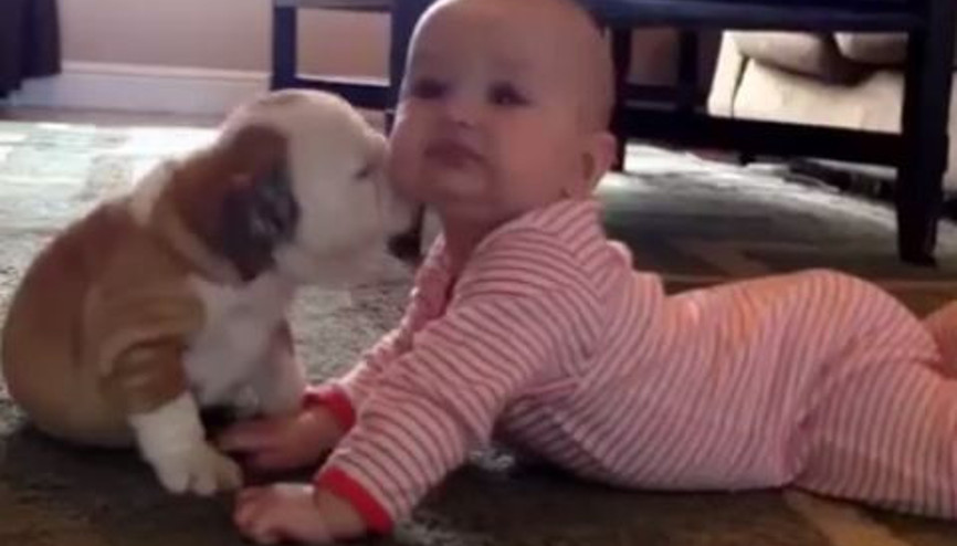 Küçük köpek ile sevimli bebeğin aşırı duygusal hikayesi