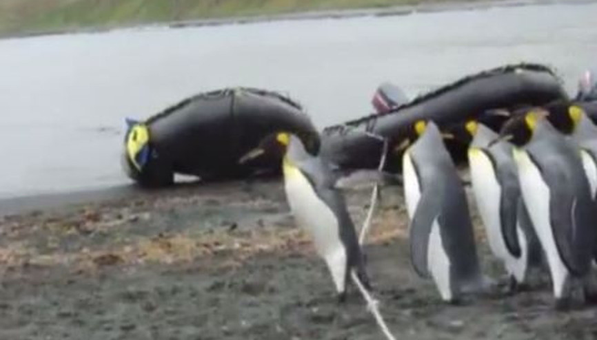 Penguenlerin İple İmtihanı