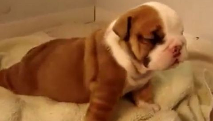 Sevimli Köpek Yavrusu