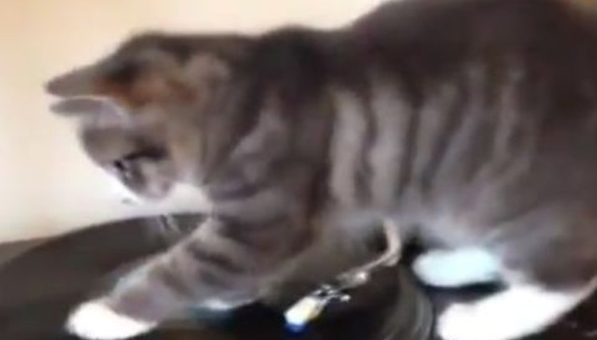Bob Marley Dinleyen Kedi