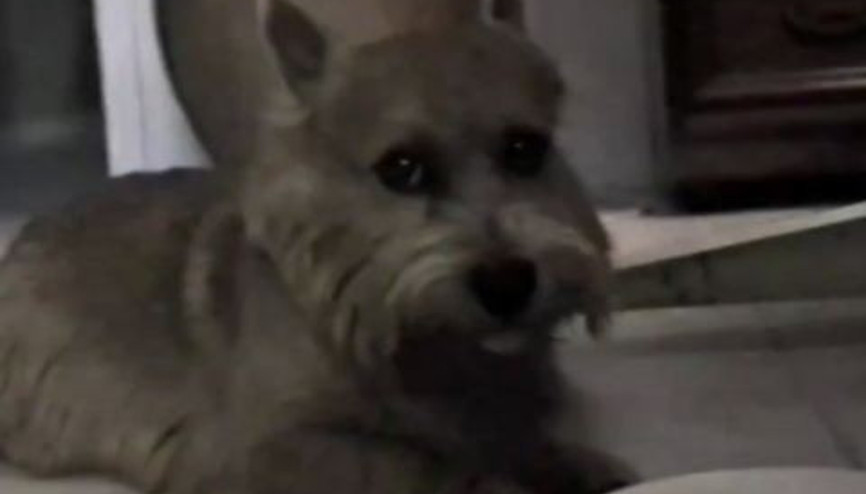 Sürekli Gaz Çıkaran Köpek