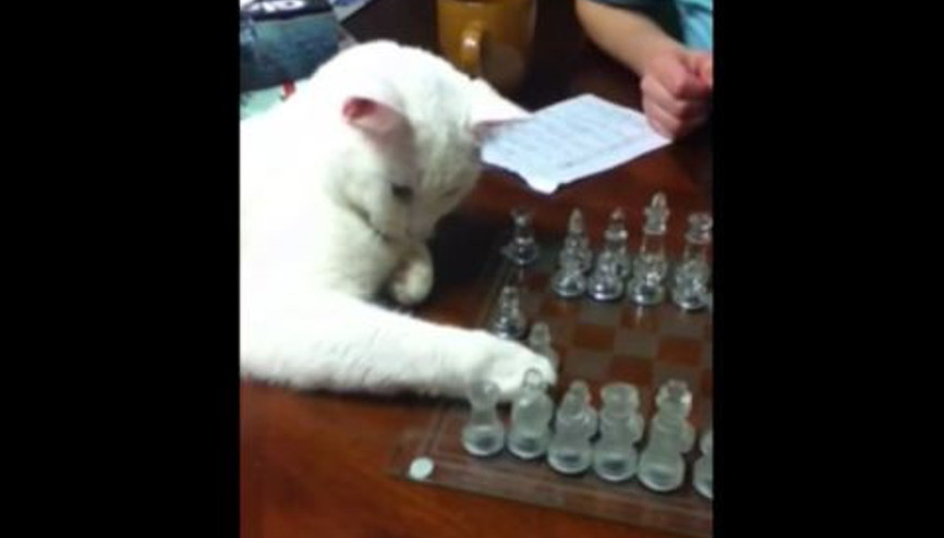 Satranç ve Dama Hastası Kedi