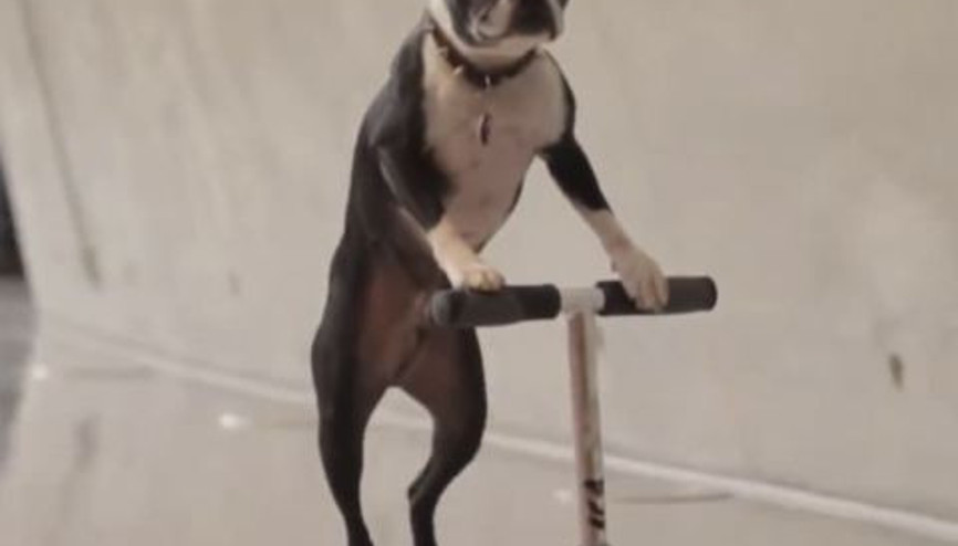 İnternetin En İyi Videoları 1