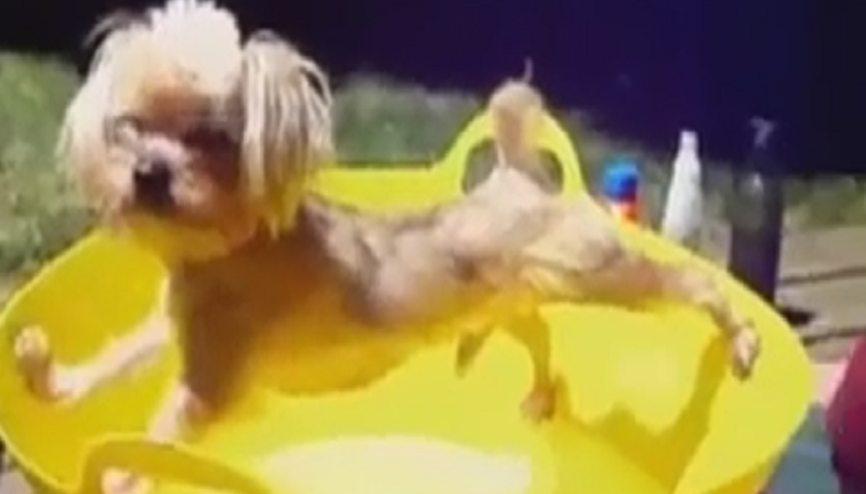 Yıkanmak İstemeyen Köpek