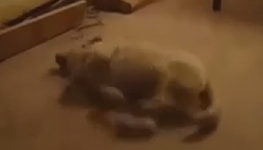 Rüya Gören Köpek