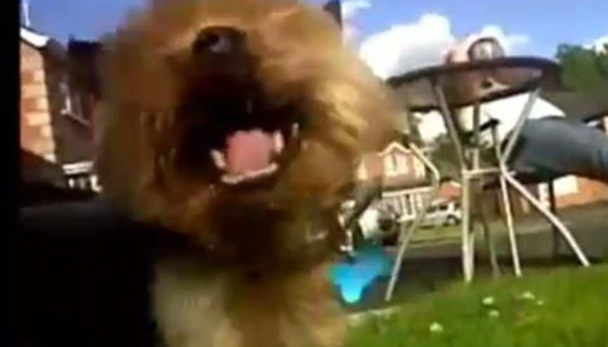 Hapşıran Komik Hayvanlar