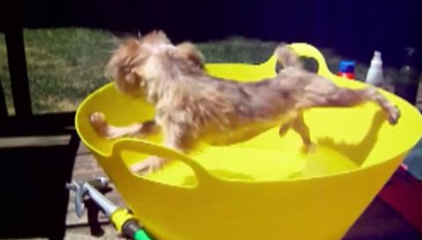 Köpeğin Su Nefreti