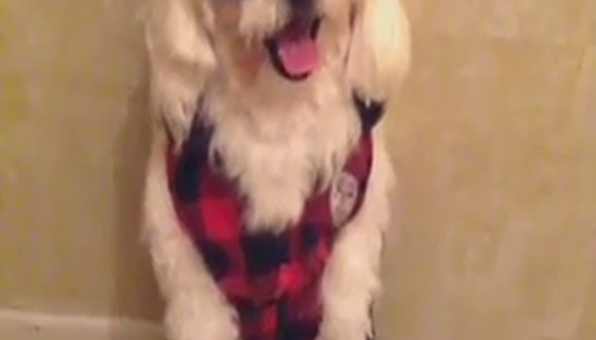 Artist Köpek