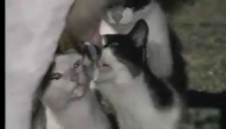 İnek Memesinden Süt İçen Kediler
