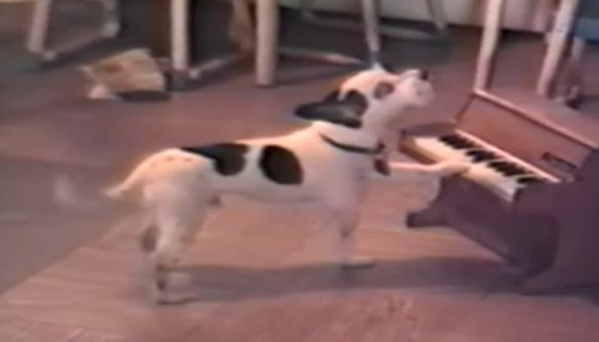 Piano Çalan Köpek