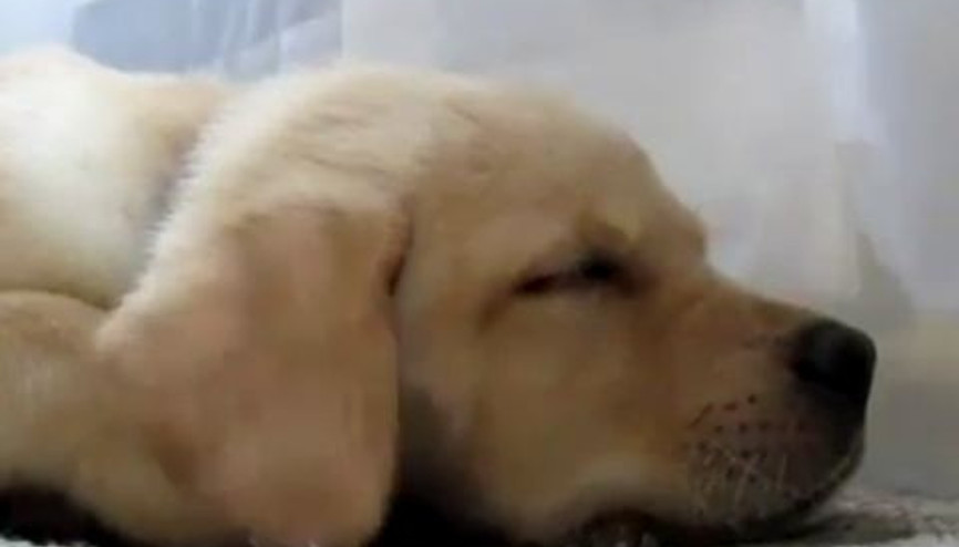 Uyuyan Köpeğin Kulak Refleksleri