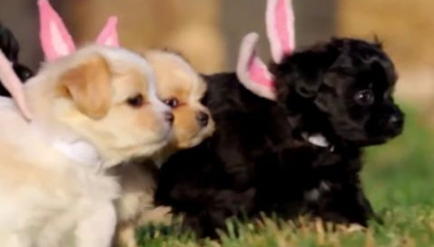 Paskalya ve Köpek Yavruları