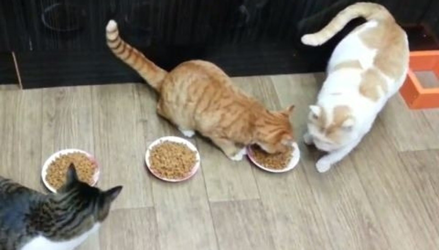 Garfieldı Gerçek Hayata Uyarlayan Kedi