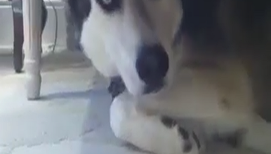 Sahibiyle Saklambaç Oynayan Haski
