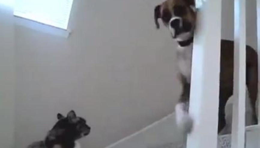 Gerçek Patron Kim (Kediler vs. Köpekler)