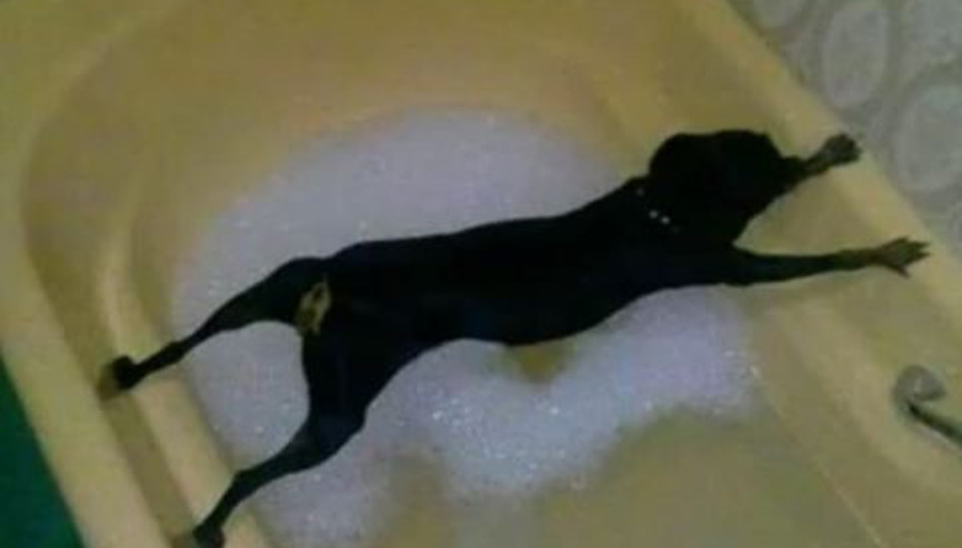 Banyo Etmek İstemeyen Köpekler