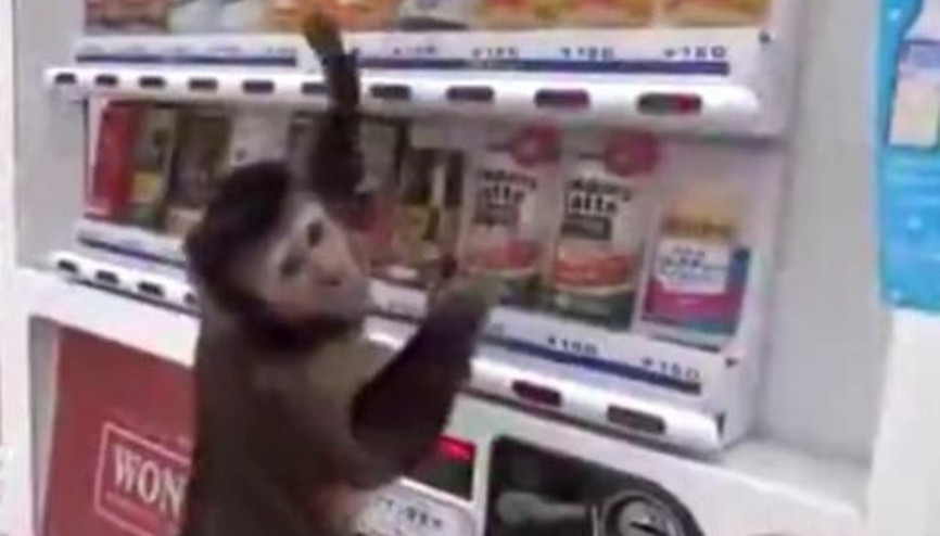 Alışveriş Yapan Maymun