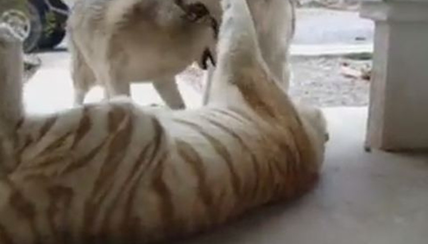 Kaplan ile Köpeklerin Dostluğu