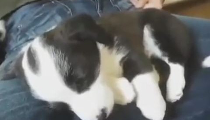 Uyurken Hıçkıran Köpek