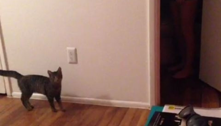 Kedi Korkudan Zıpladı