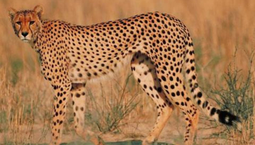 Dünyanın En Hızlı Koşucusu