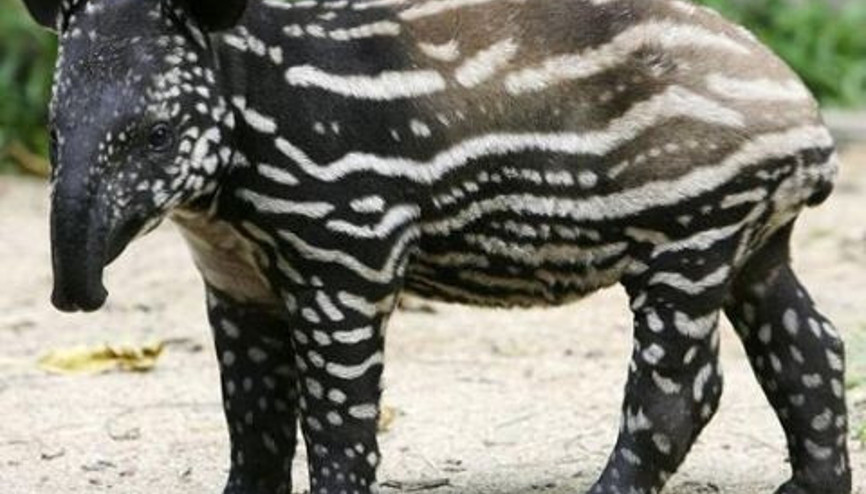 Tapirler Hakkında Bilmedikleriniz