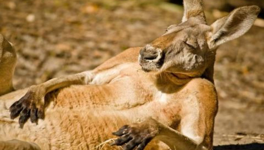 Kangurular KickBox Yaparsa