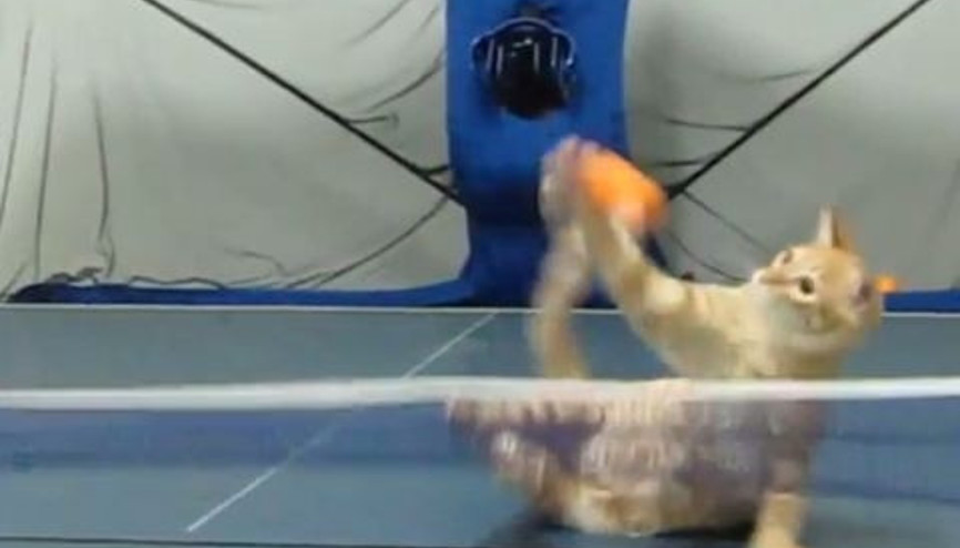 Pinpon Hastası Kedi