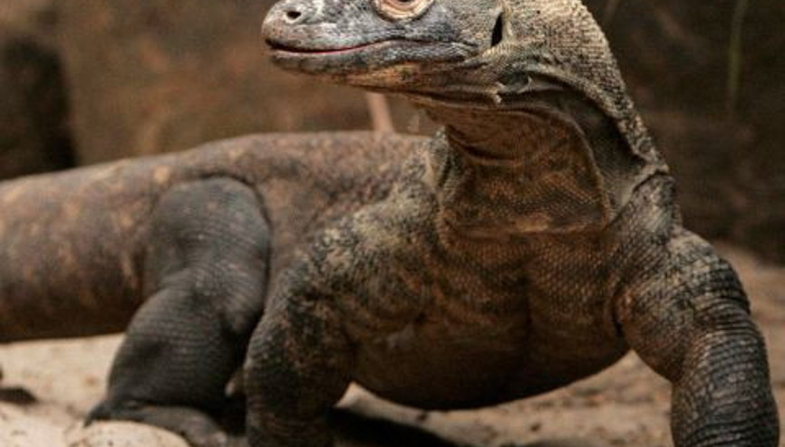 Komodolar Savaşıyor