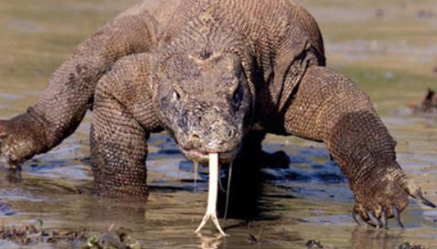 Tek Isırıkta Öldürüyor