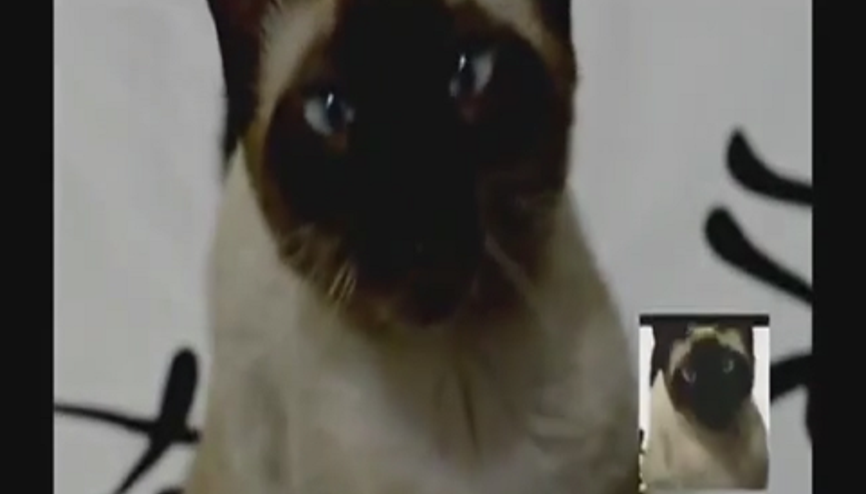 Kedi Sesiyle Game of Thrones Açılış Müziği