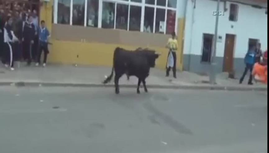 Kızgın Boğa Sarhoş Adama Saldırdı