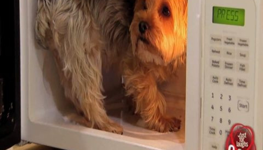 Mikrodalga Köpek