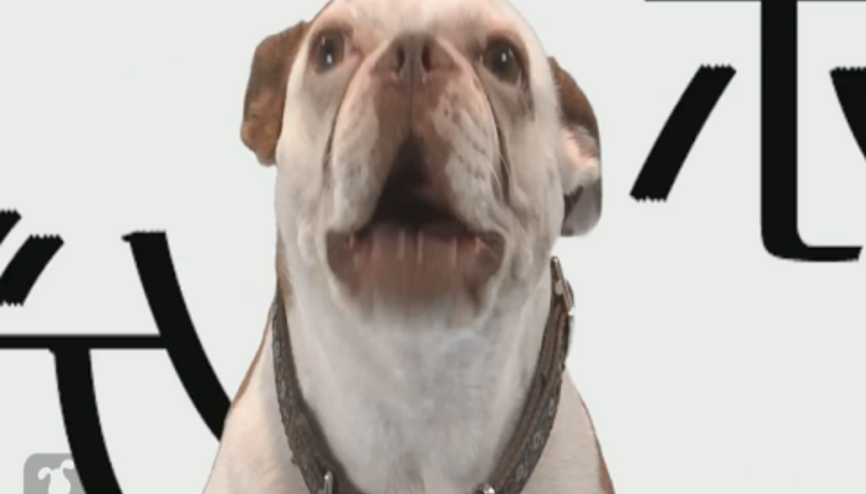 Akıllı Köpekten Game of Thrones Müziği